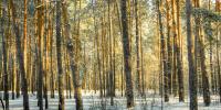 Billedet viser en snebelagt skov. Solen skinner gennem træerne