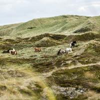 Heste græsser på klithede i Naturpark Vesterhavet