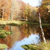 Sø i Gribskov med efterårstræer 