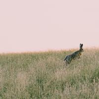 Hare på spring