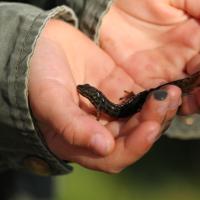 Hænder med en salamander 